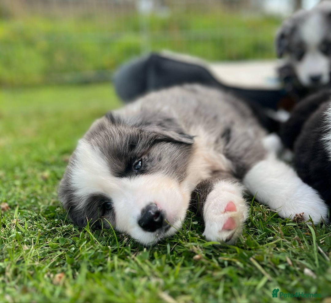 Bernese Mountain Dog dogs for sale: Stunning Chunky Bordernese Puppies - Image 31