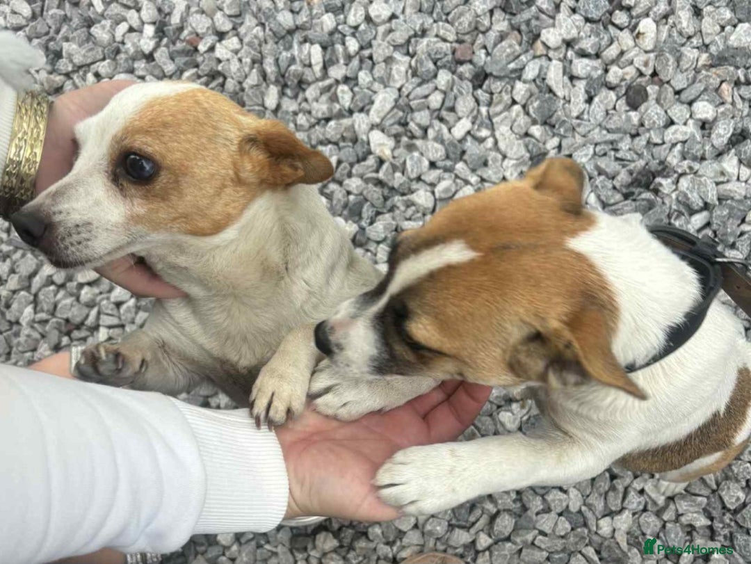Jack Russell dogs for sale: Georgous 5 month old male jack russel - Image 3