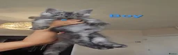 Maine Coon cats for sale: TICA Registered Maine Coon Kittens. - Advert 29
