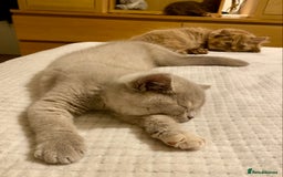British Shorthair cats for sale: Champion line kittens  - Advert 5