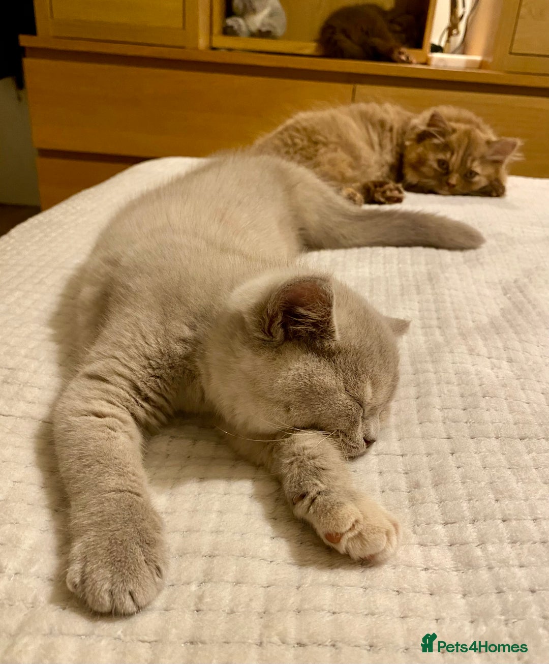 British Shorthair cats for sale: Champion line kittens  - Advert 5