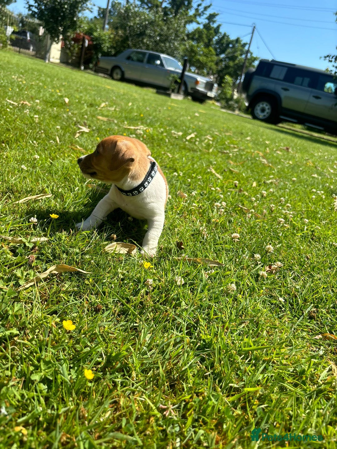 Jack Russell dogs for sale: Jack Russell Puppies - Litter of 7 - Image 7