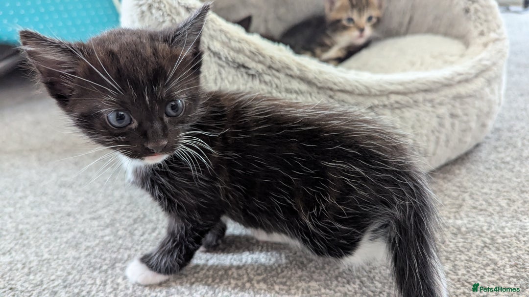 Mixed Breed cats for sale: Beautiful kittens.  - Image 7