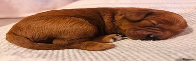 Cavapoo 11 - Rosie Red Winnie