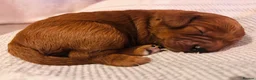 Cavapoo dogs for sale: Cavapoo Puppies - Deposits ready to be taken. - Advert 5