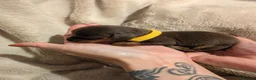 Dachshund dogs for sale: Miniature Dachshund Puppies in Bridgend - Advert 2