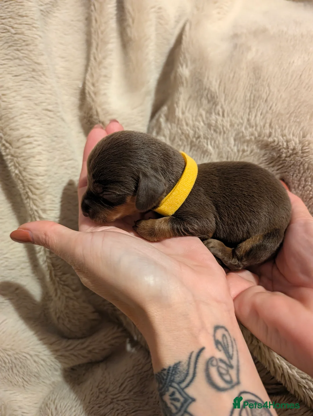 Dachshund dogs for sale: Miniature Dachshund Puppies in Bridgend - Advert 2