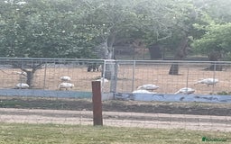Geese poultry for sale: Embden goslings - Image 3