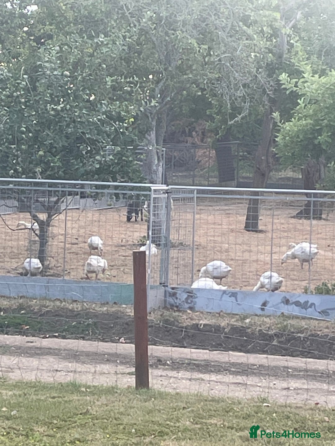 Geese poultry for sale: Embden goslings - Image 3