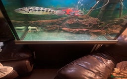 Cichlids fish for sale: Complete set up with fish - Advert 3