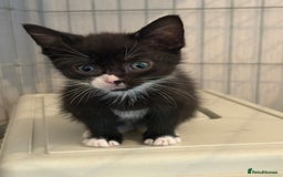 Domestic Shorthair cats for sale: Kittens For Sale - Image 7