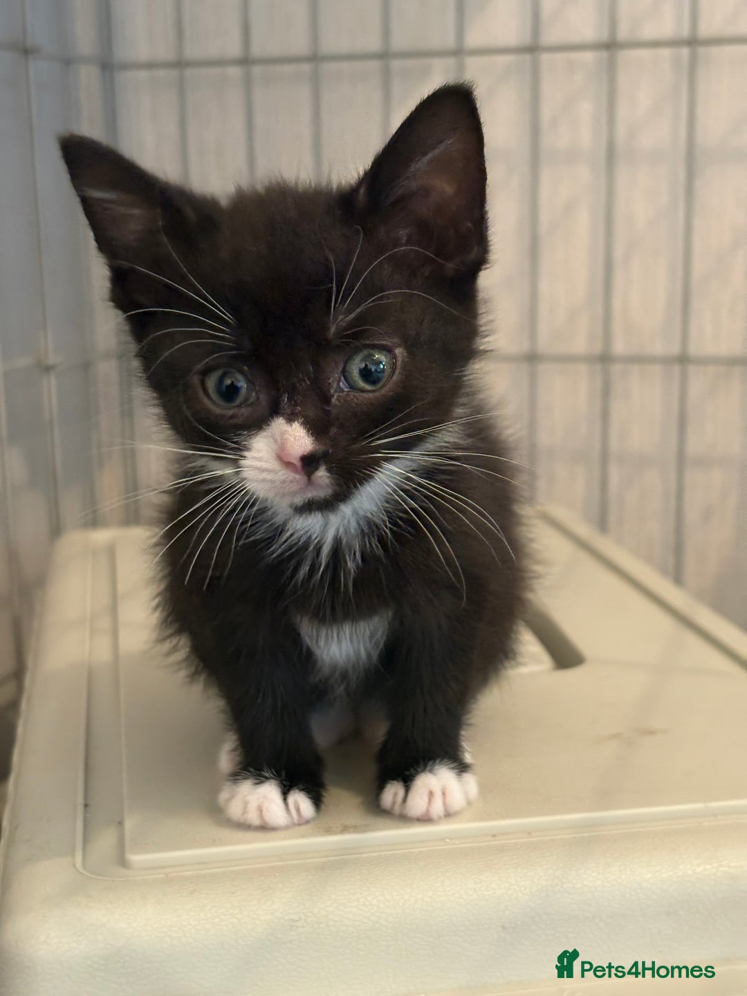 Domestic Shorthair cats for sale: Kittens For Sale - Image 7