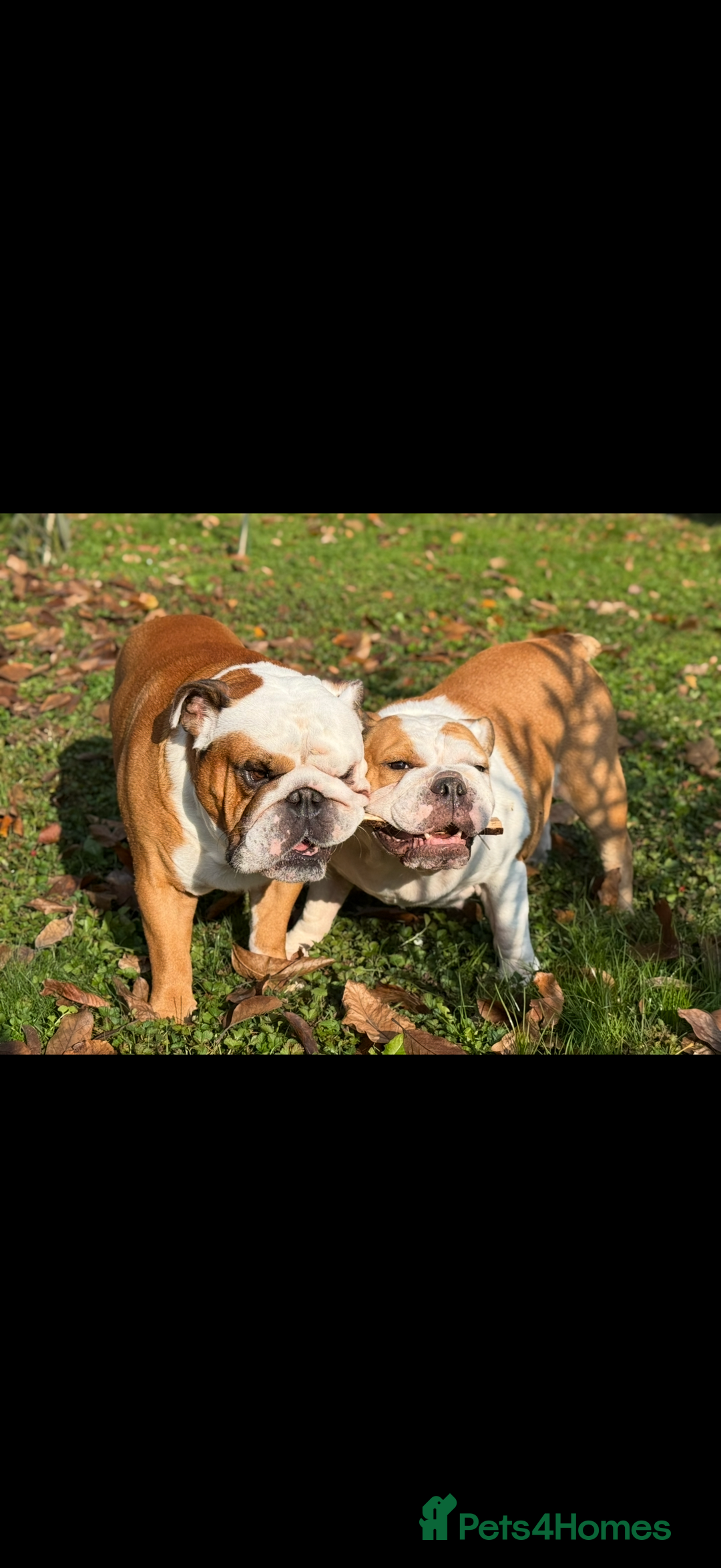 English Bulldog dogs for sale: Red&White KC Registered English Bulldog puppies  - Advert 3