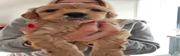 Maltipoo dogs for sale: Maltipoo Puppies for Sale - Advert 18