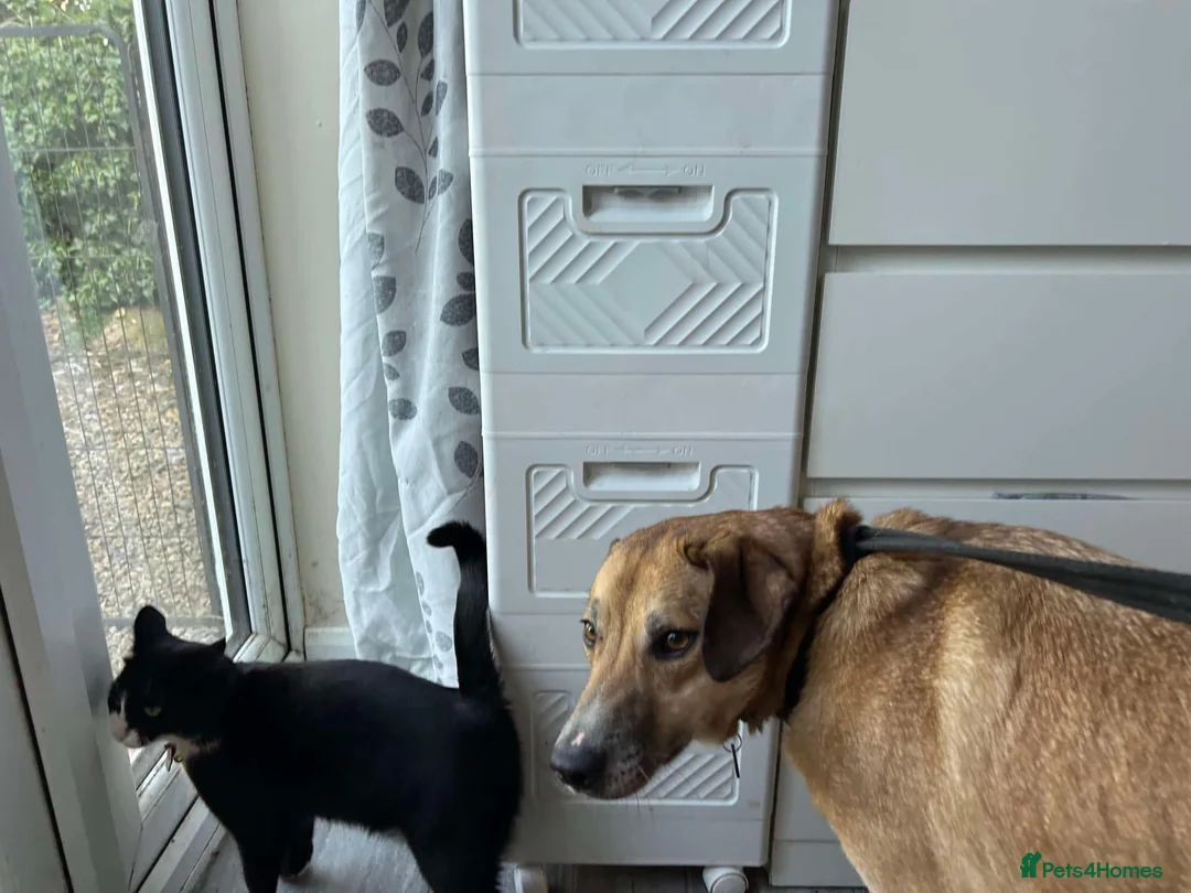 Mixed Breed dogs for adoption: Sara - Norwich Norfolk  - Advert 6