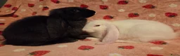 English Lop rabbits for sale: VERY TAME Last 2  Giant pure English Lop Does💗💗 - Advert 8