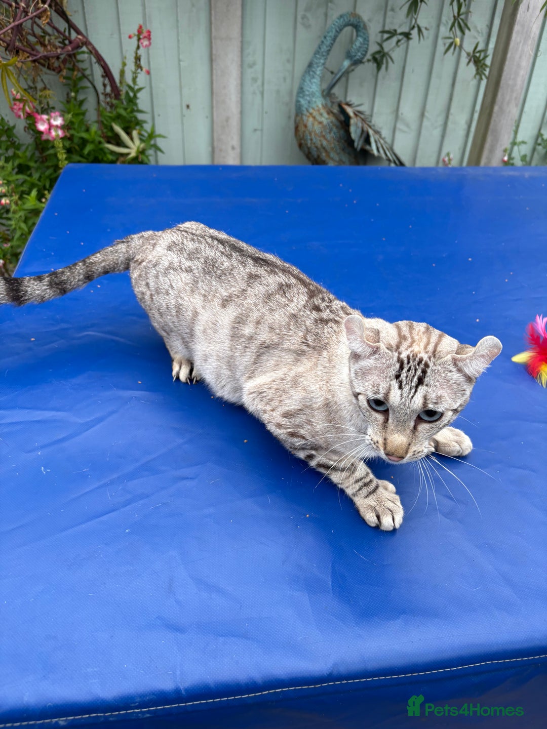 Keetso cats for sale: Superb polydactyl curled eared Keetso girl  - Image 14