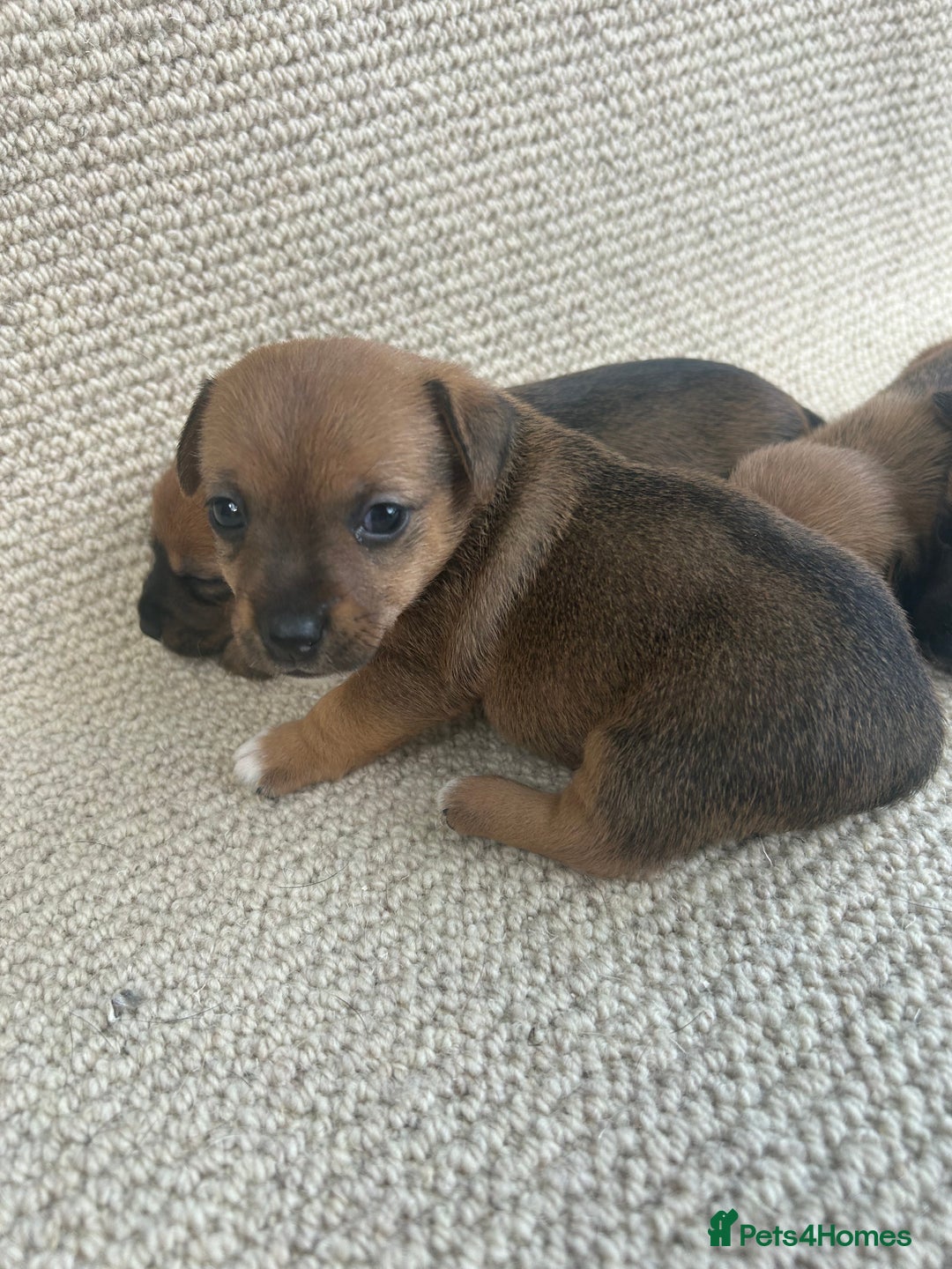 Jack Russell dogs for sale: Jack russel puppies  - Image 2