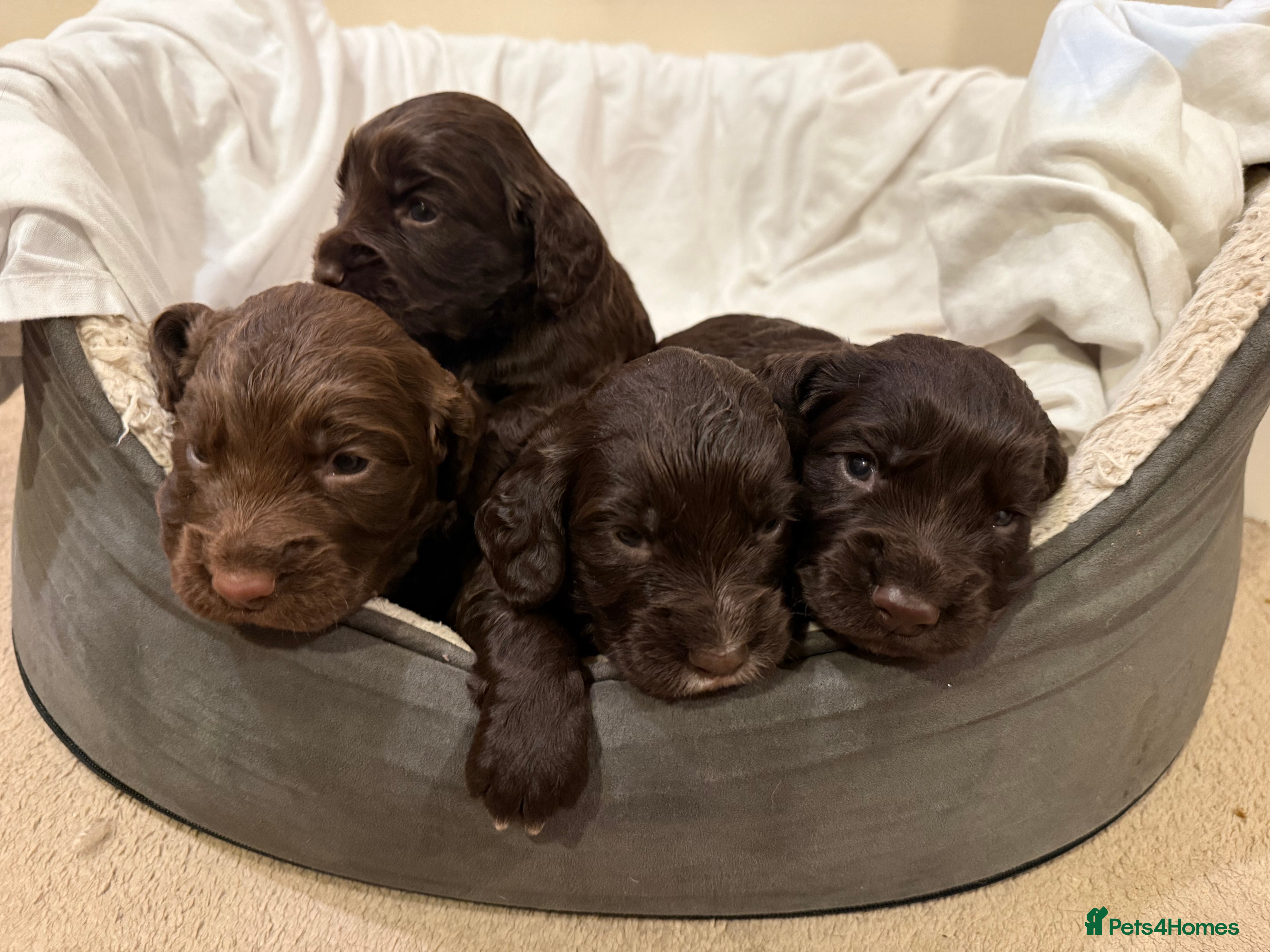 Cocker Spaniel dogs Beautiful cocker spaniel puppies 🐶 - Advert 16