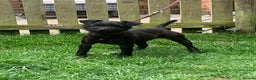 Patterdale Terrier dogs for sale: patterdale terrier puppies  - Advert 2
