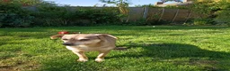 Mixed Breed dogs for adoption: Dawn for adoption in Bedford - Advert 5