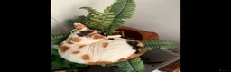Devon Rex cats for sale: TWO STUNNING SHOW GIRLS - Advert 11