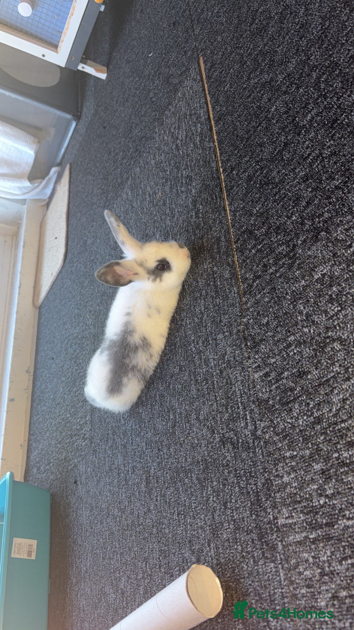 Mini Lop rabbits Male rabbits  - Advert 1