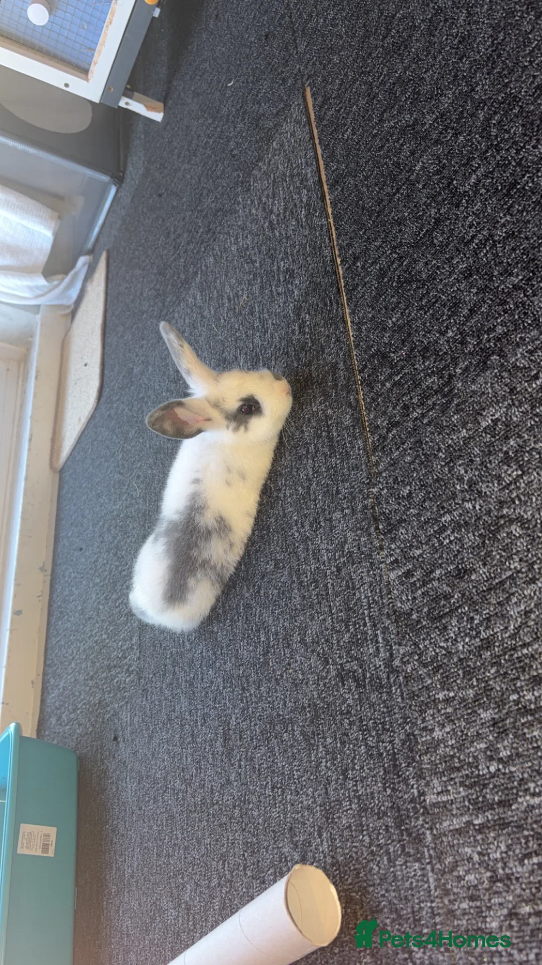 Mini Lop rabbits for sale: Male rabbits  in Coventry - Advert 1
