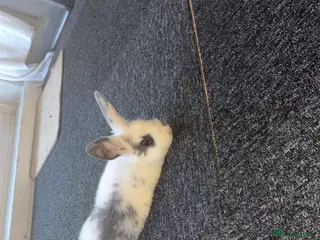 Mini Lop rabbits Male rabbits - Advert 4