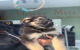 German Shepherd dogs for sale: ❤️KC HEALTH TESTED PARENTS ❤️ - Image 4