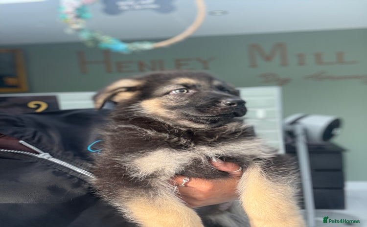 German Shepherd dogs - Advert 10