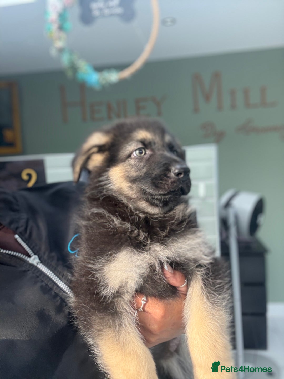 German Shepherd dogs for sale: ❤️KC HEALTH TESTED PARENTS ❤️ - Image 4