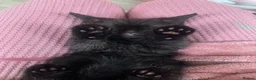 Mixed Breed cats for sale: Half rag doll kittens  - Advert 5