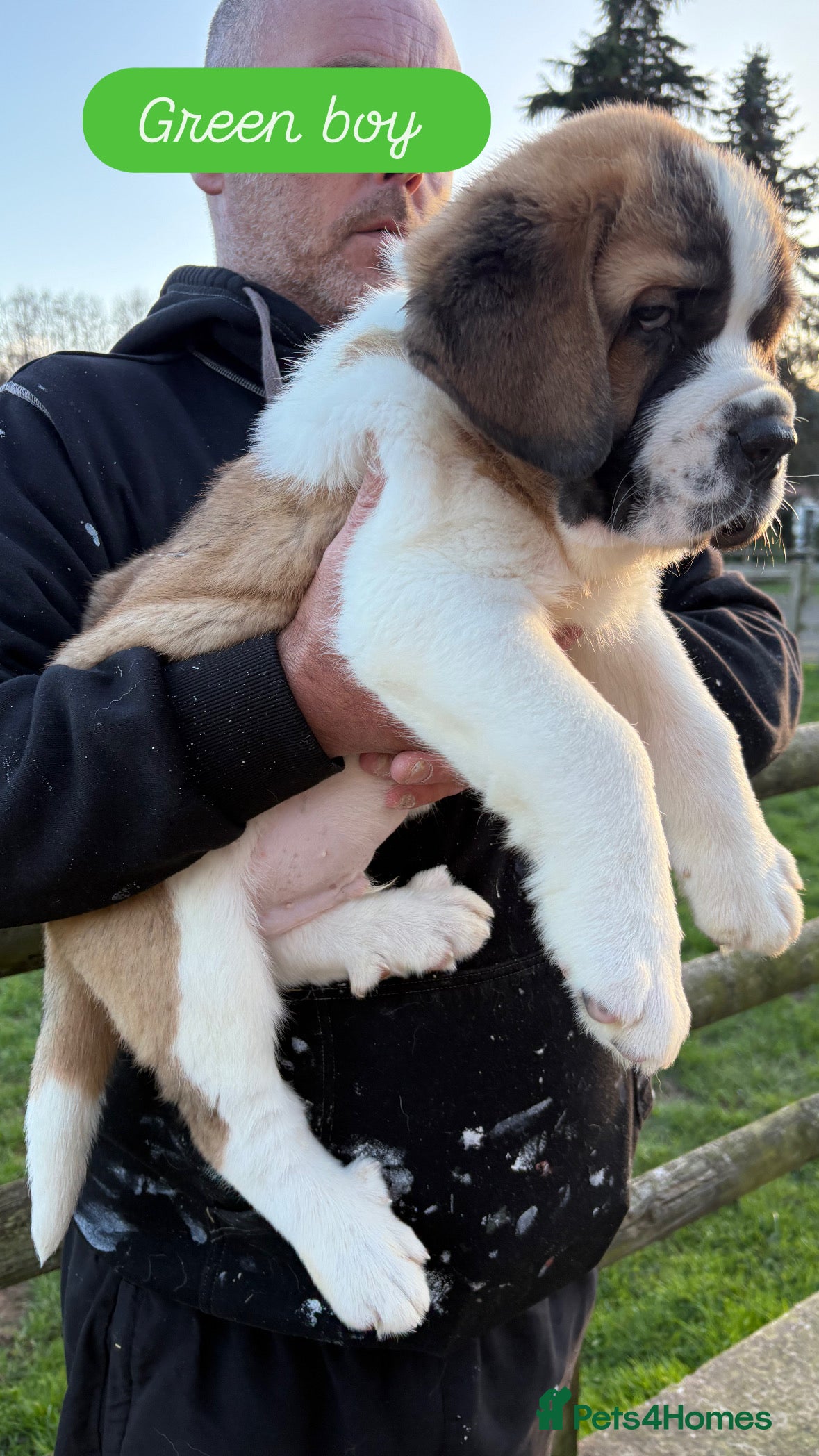 Saint Bernard dogs READY TO LEAVE TODAY - Advert 3