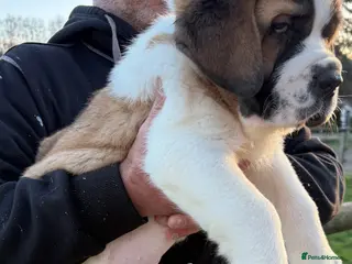 Saint Bernard dogs READY TO LEAVE TODAY - Advert 3