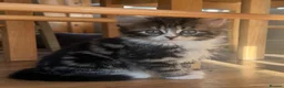 British Shorthair cats for sale: Adorable Kittens Looking for Loving Homes - Advert 21
