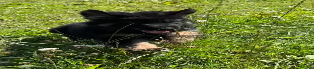 German Shepherd Puppy 8