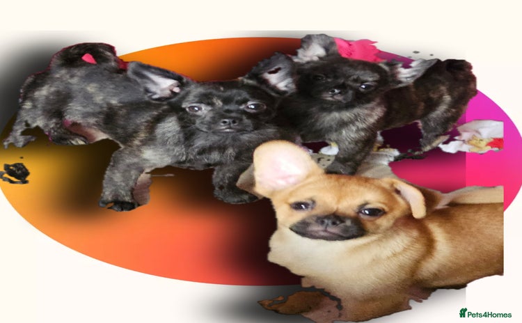 French Bulldog dogs ❤️⭐️  Adorable Frenchie poms ❤️⭐️ - Advert 10