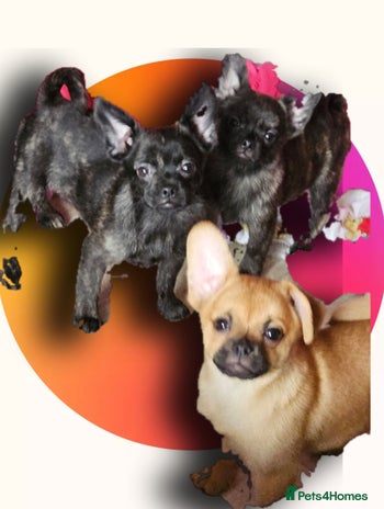 French Bulldog dogs ❤️⭐️ Adorable Frenchie poms ❤️⭐️ - Advert 10