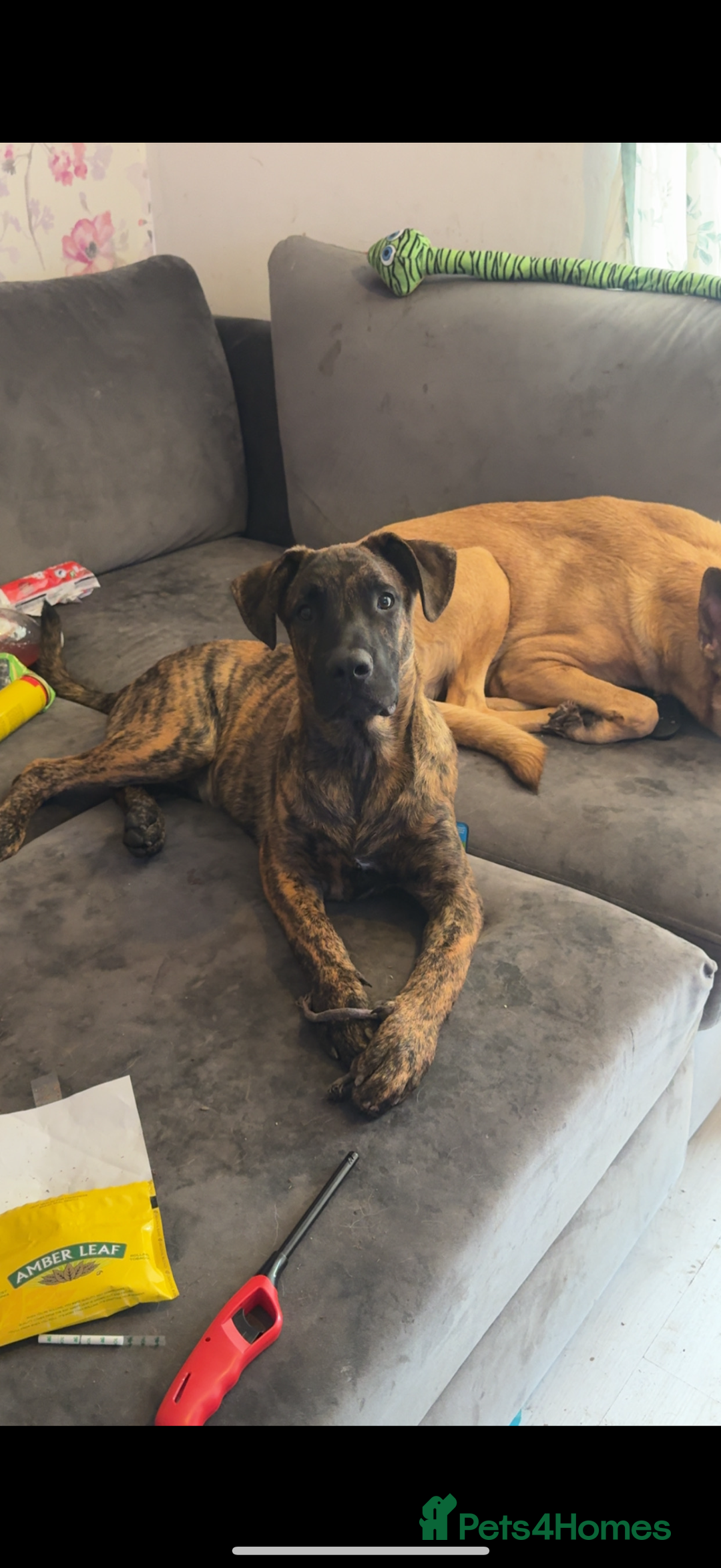 Mixed Breed dogs for sale: Beautiful Max needing new home  - Image 3