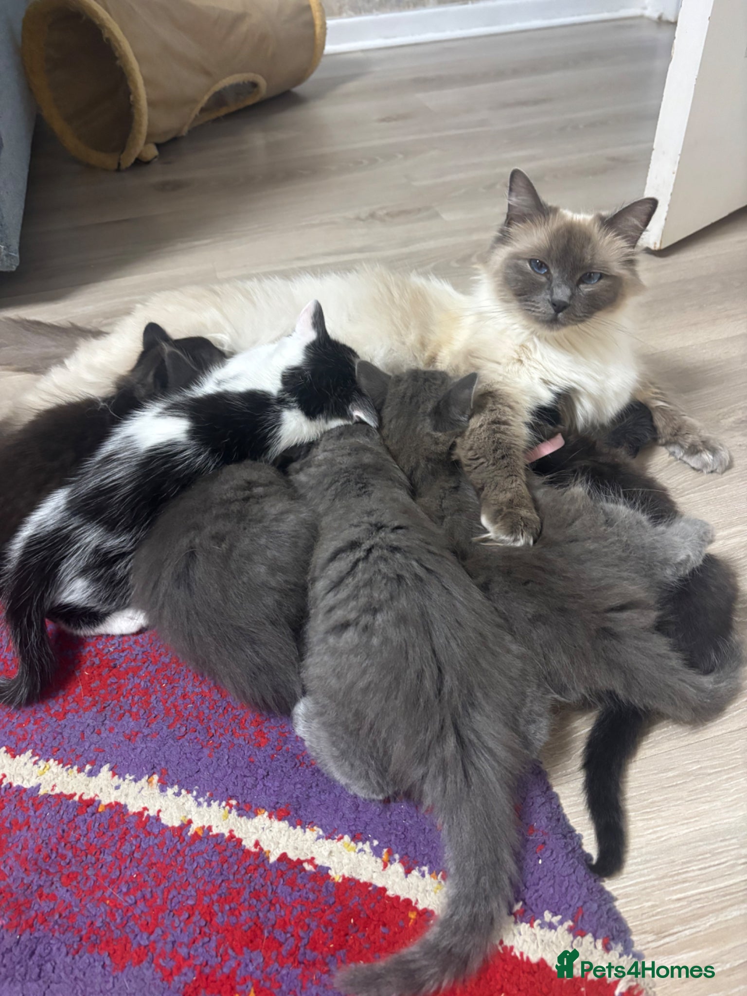Mixed Breed cats Half ragdoll 6 kittens  - Advert 5