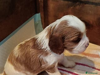 Cockalier dogs Cockalier puppies all parents fully health checked - Advert 12