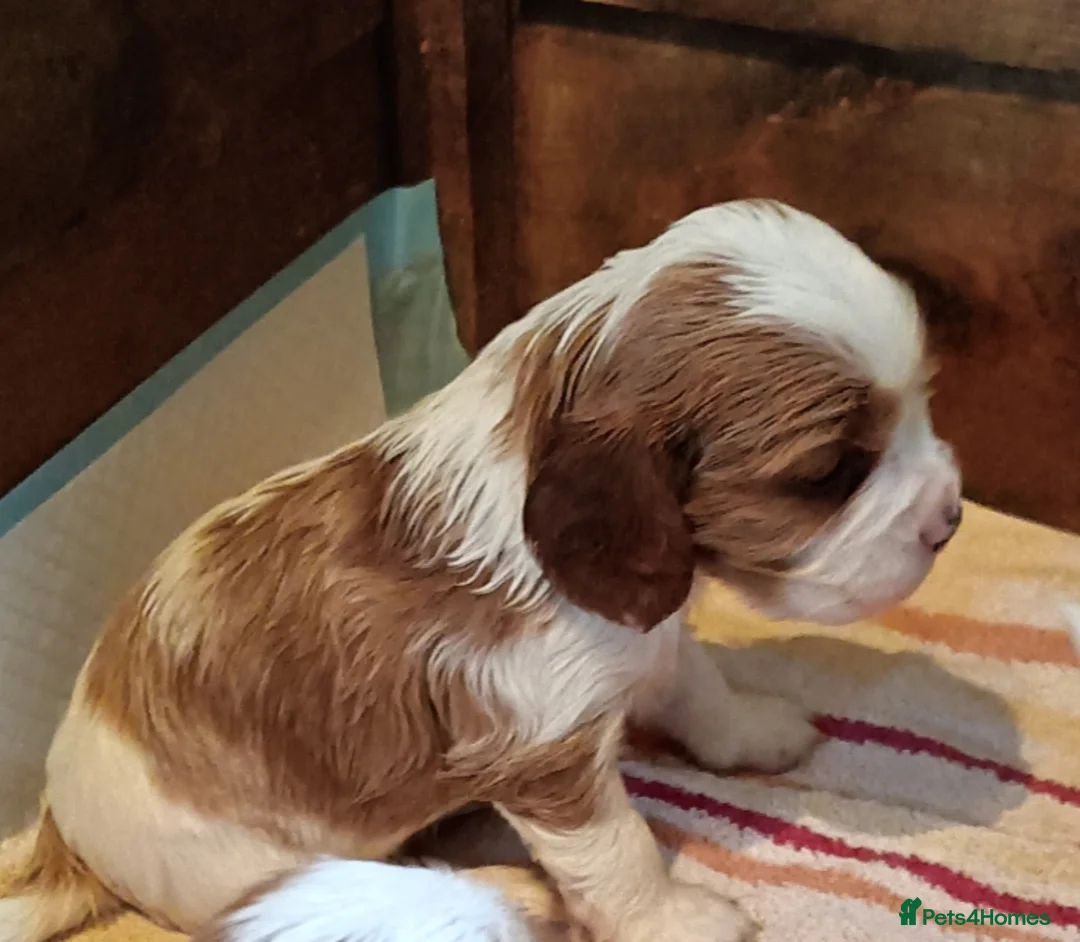 Cockalier dogs for sale: Cockalier female puppy parents full health checked - Advert 1