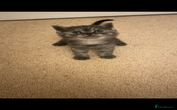 British Shorthair cats for sale: GCCF reg silver British Shorthaired kittens  - Image 7