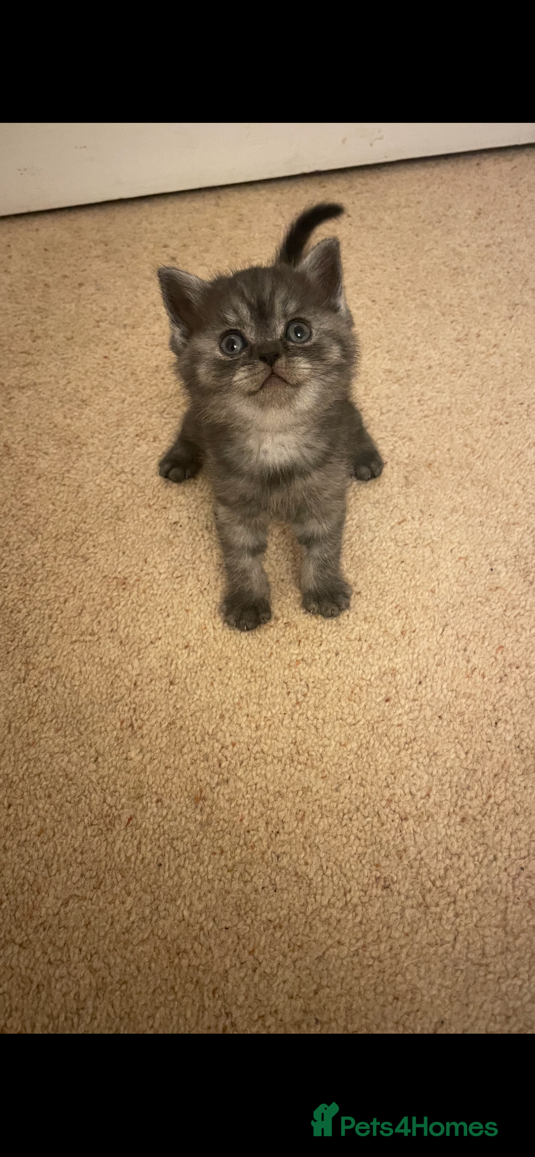 British Shorthair cats for sale: GCCF reg silver British Shorthaired kittens  - Image 7
