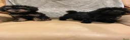 Toy Poodle dogs for sale: TOY POODLE GIRLS AND BOYS READ NOW  - Advert 9