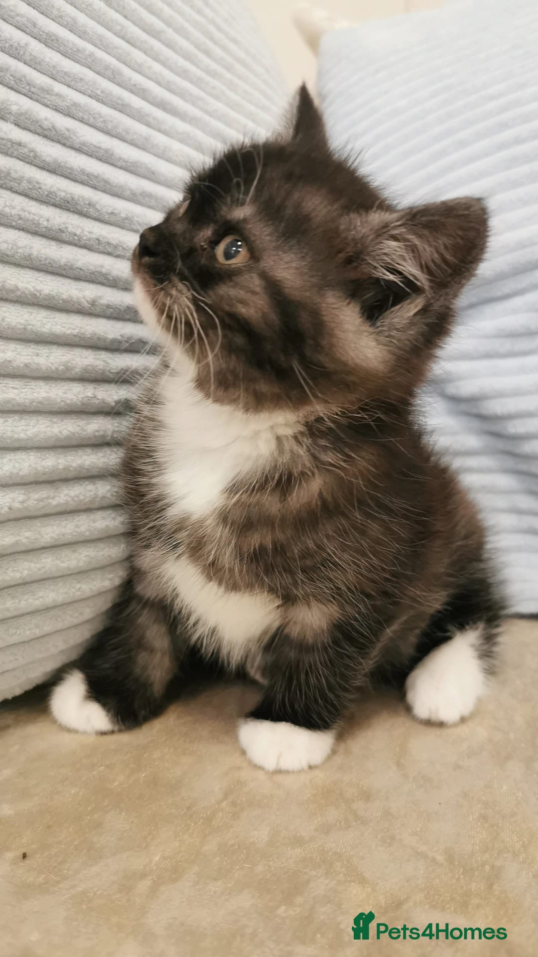 Mixed Breed cats 1 BLACK SMOKE GIRL LEFT! Maine Coon Kittens - Advert 4