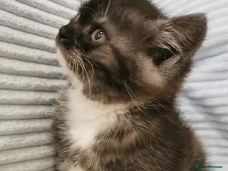 Mixed Breed cats 1 BLACK SMOKE GIRL LEFT! Maine Coon Kittens - Advert 1