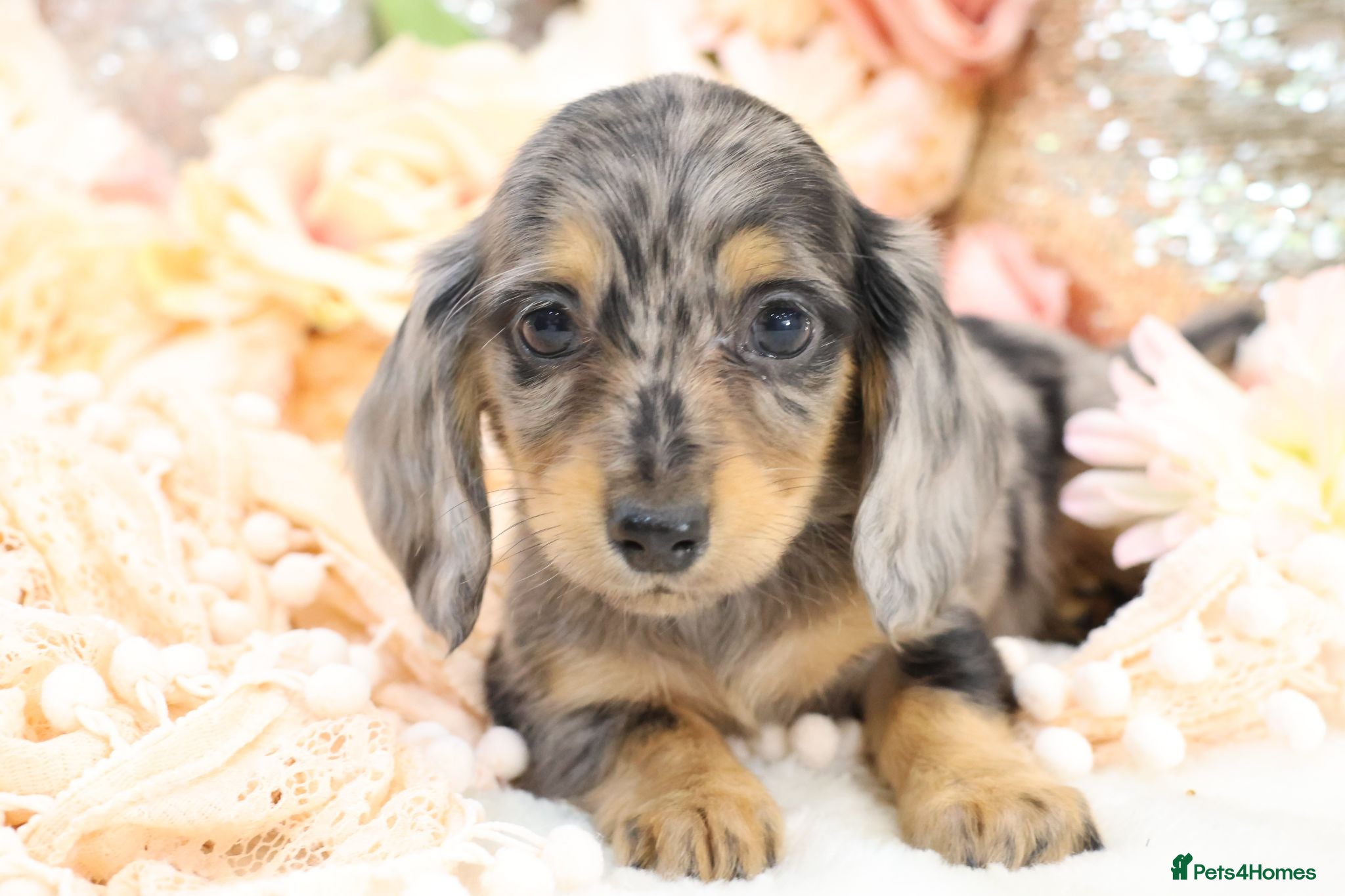 Miniature Dachshund dogs KC Longhair Miniature Dachshund Puppies - Advert 6