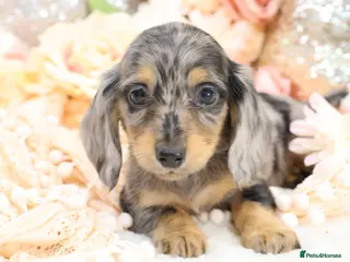 Miniature Dachshund dogs KC Longhair Miniature Dachshund Puppies - Advert 6